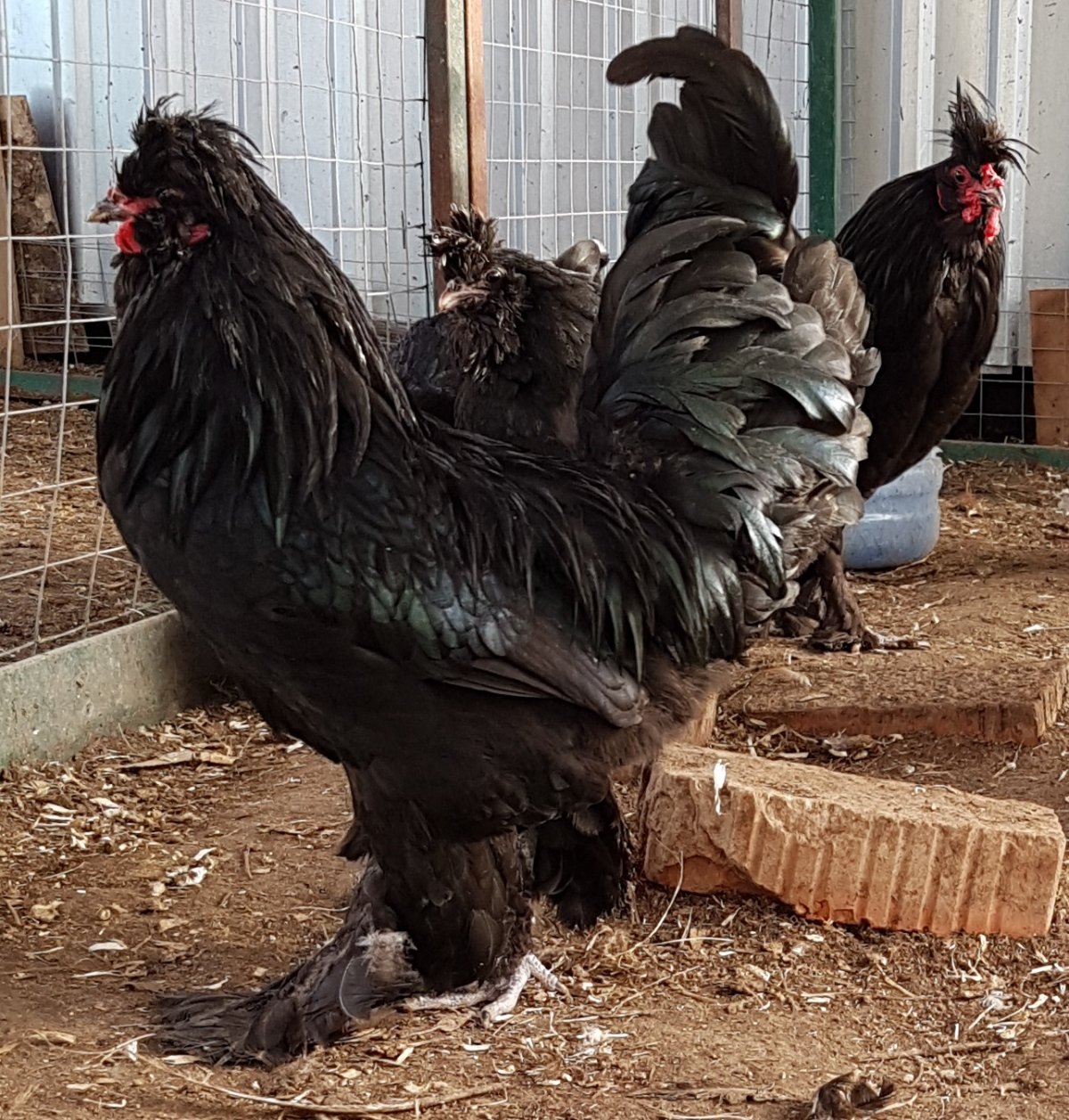 Куры Сибирская мохноножка