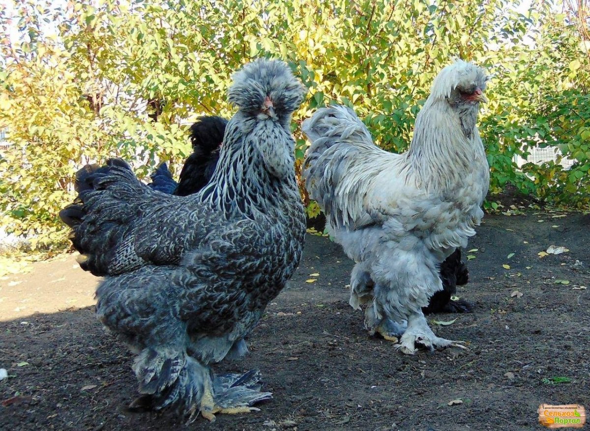 Куры Брама кохинхин