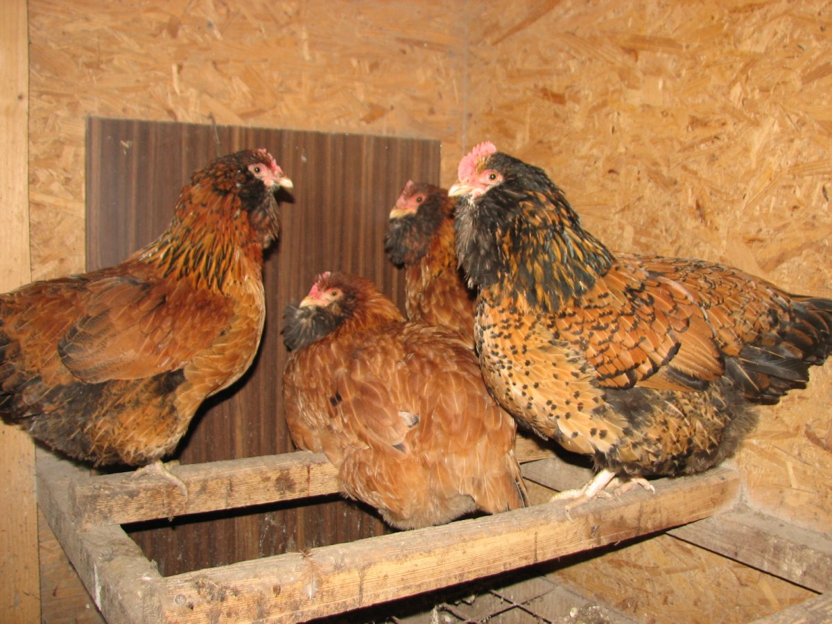 Ушанка лохмоногая порода