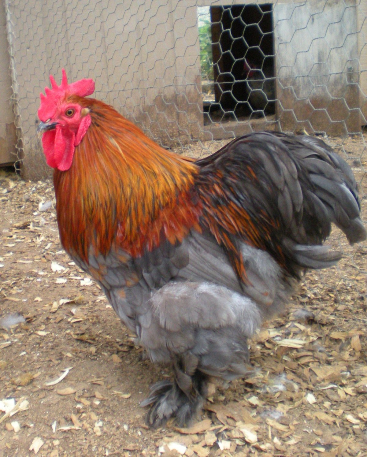 Пекинская бентамка