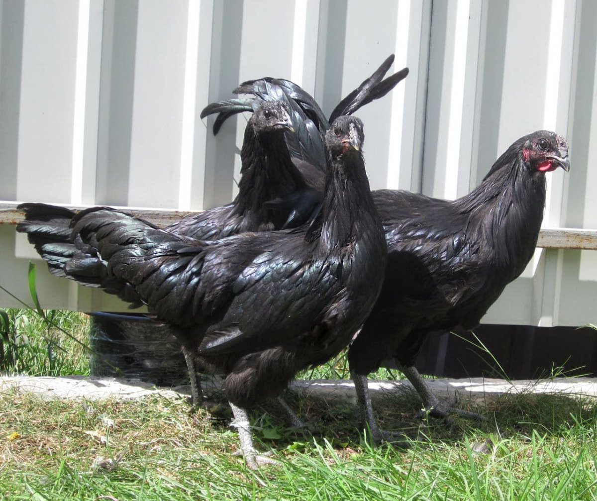 Суматра куры