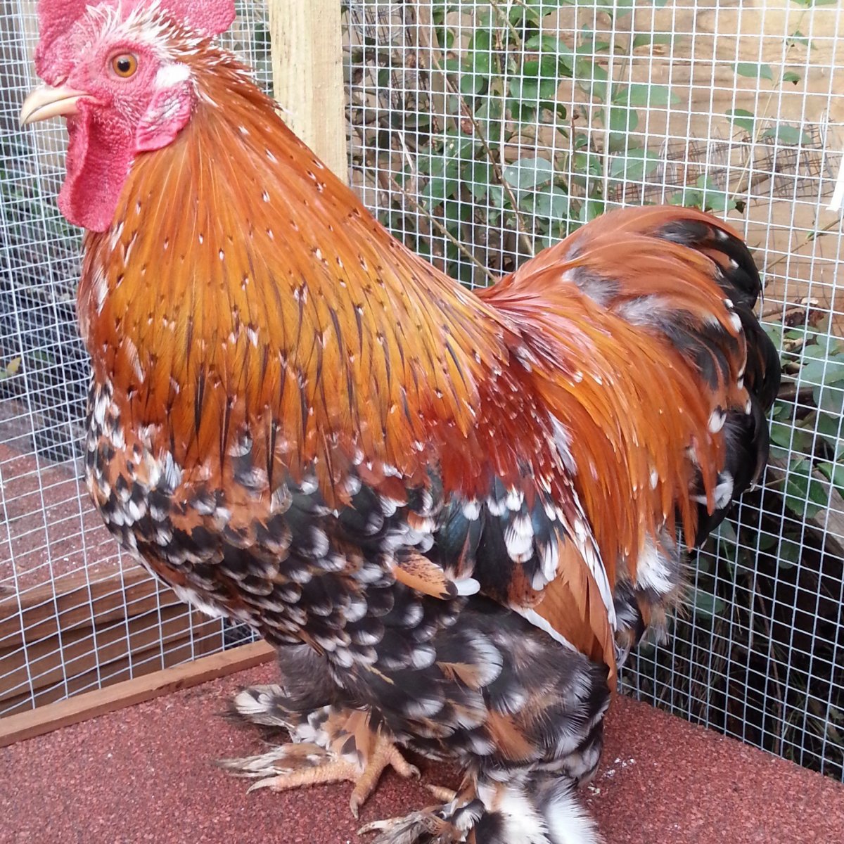 Куры пекинская бентамка