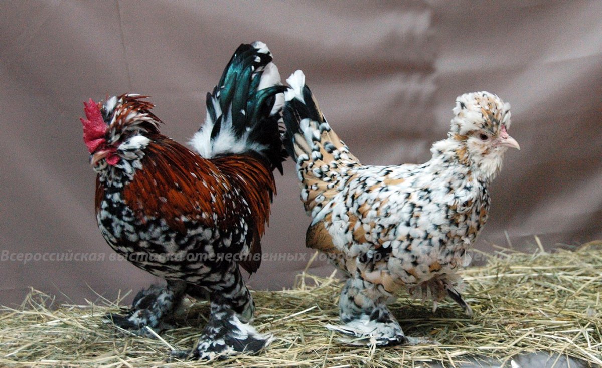 Карликовые куры бинтам