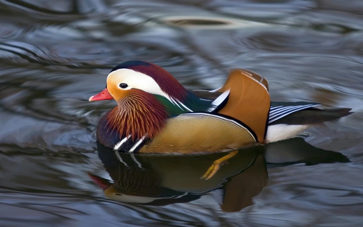 Редкие водоплавающие птицы