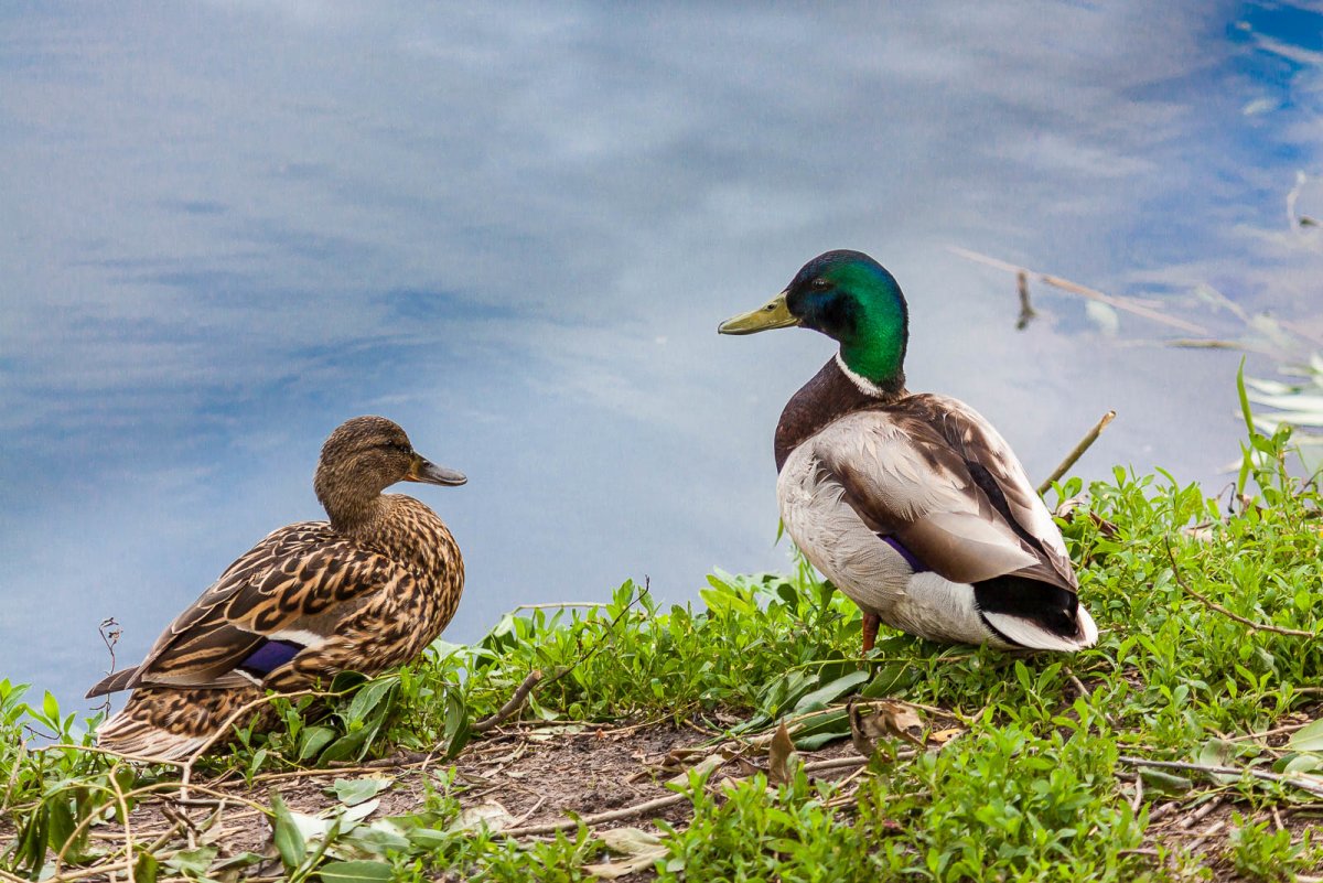 Утка поганка