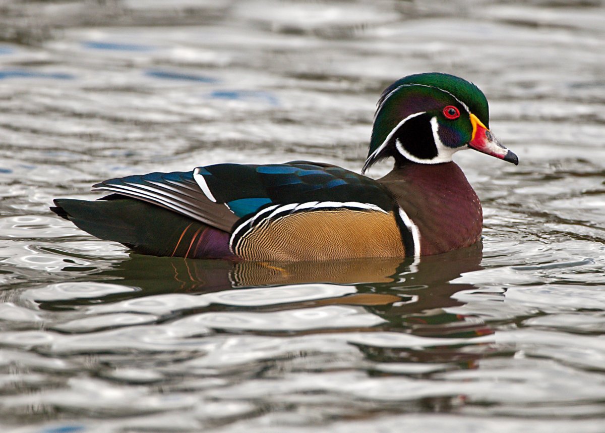 Утка домашняя птица водоплавающая