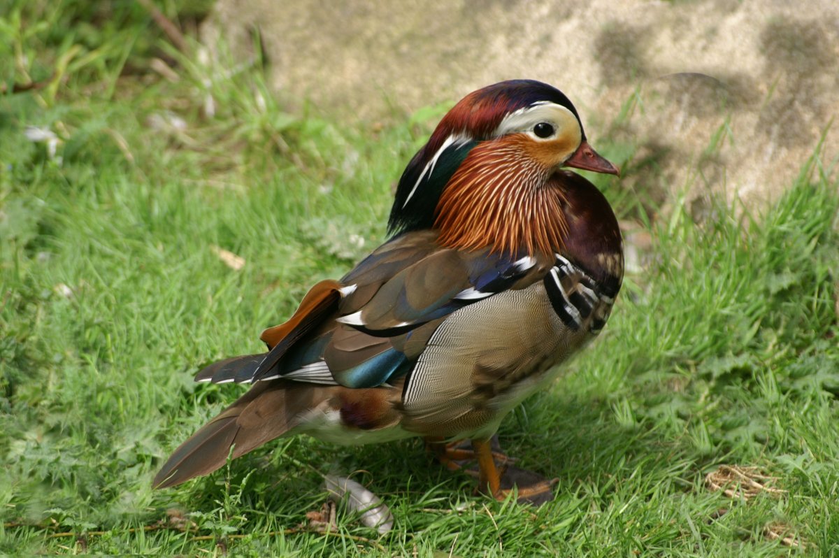 Утка Мандаринка самец