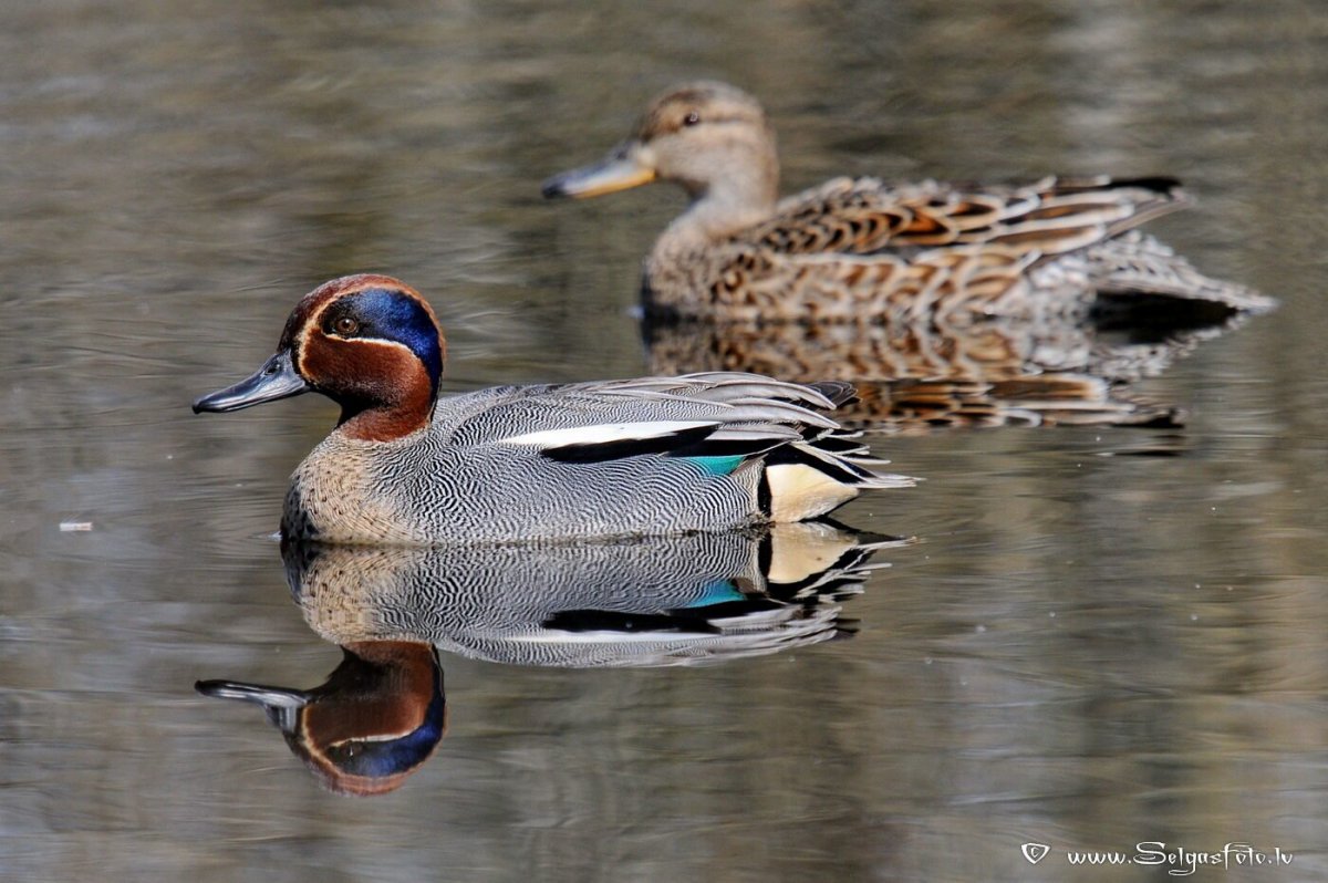 Чомга водоплавающая птица