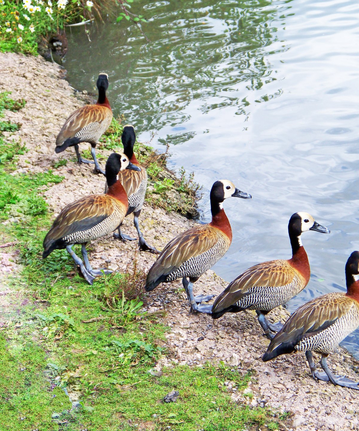 Утки с зеленым клювом