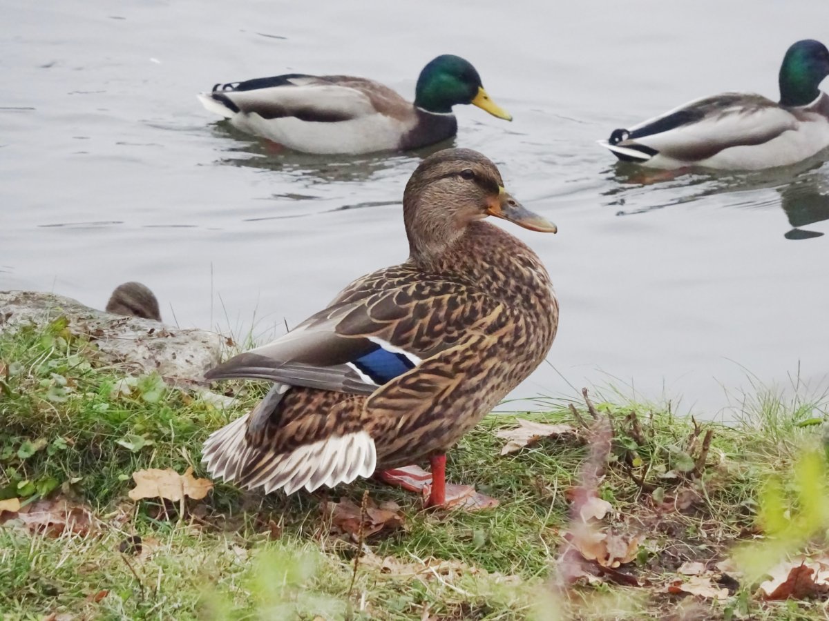 Кряква красногрудая