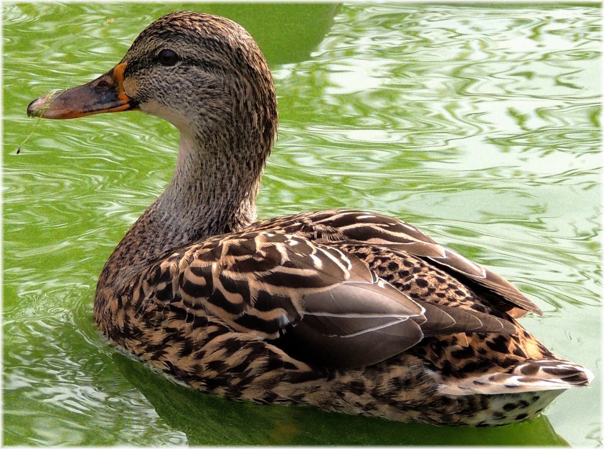 Руанская хохлатая утка