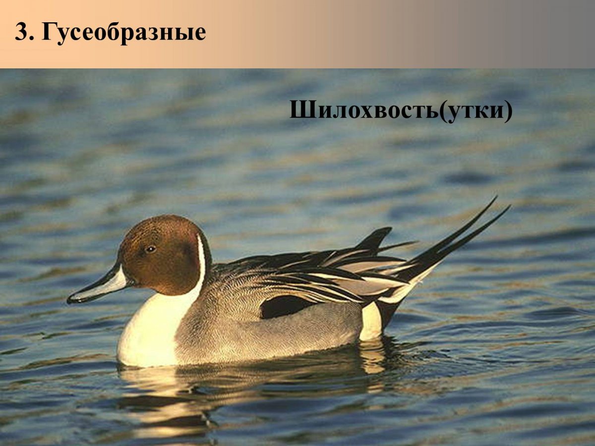 Кряква красногрудая