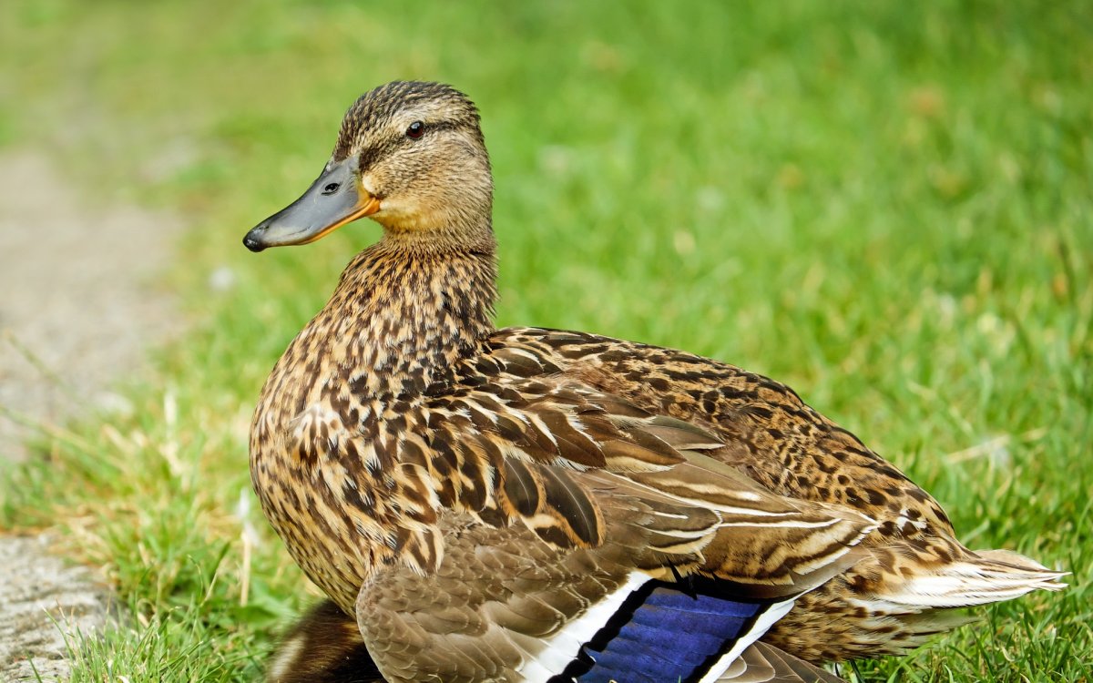 Водоплавающие птицы Подмосковья
