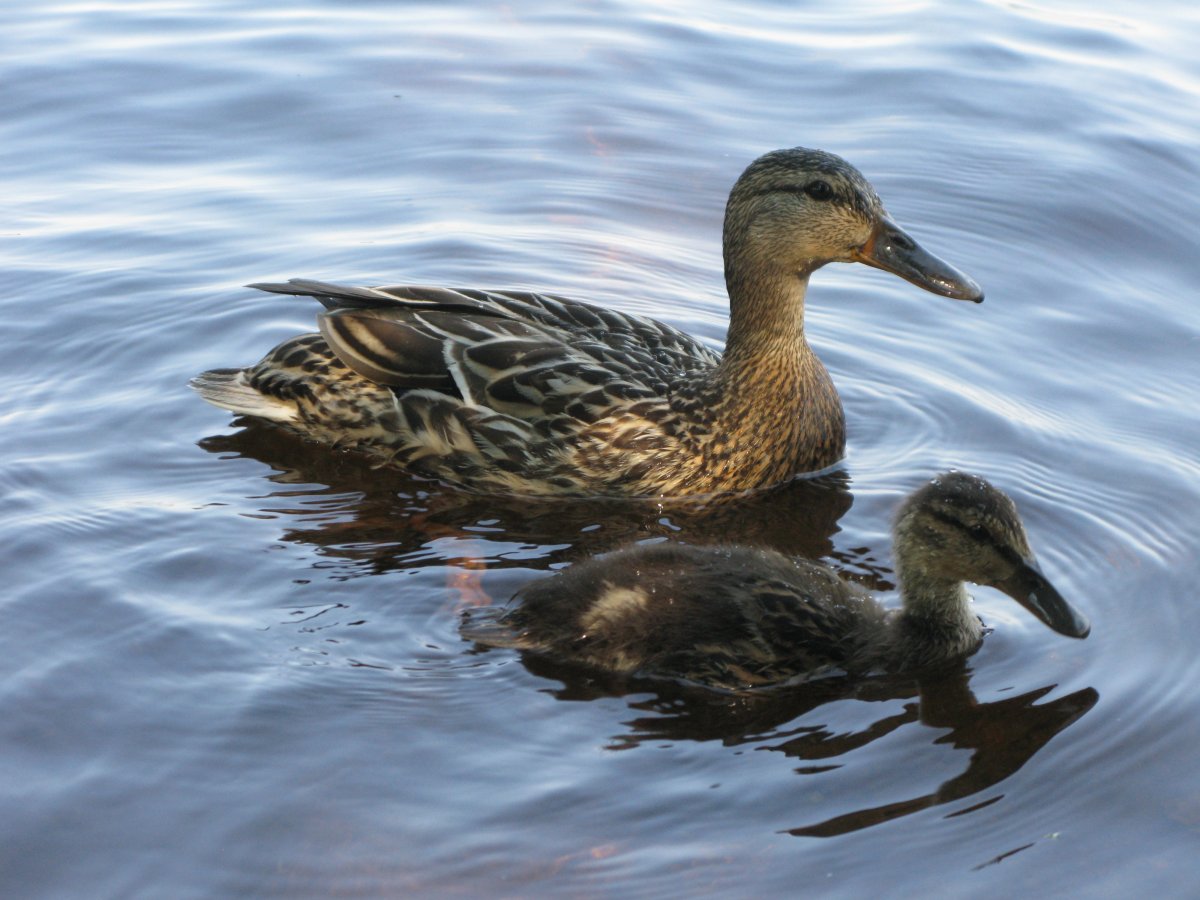 Канадская кряква