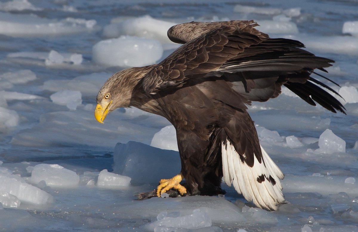 Орлан Долгохвост