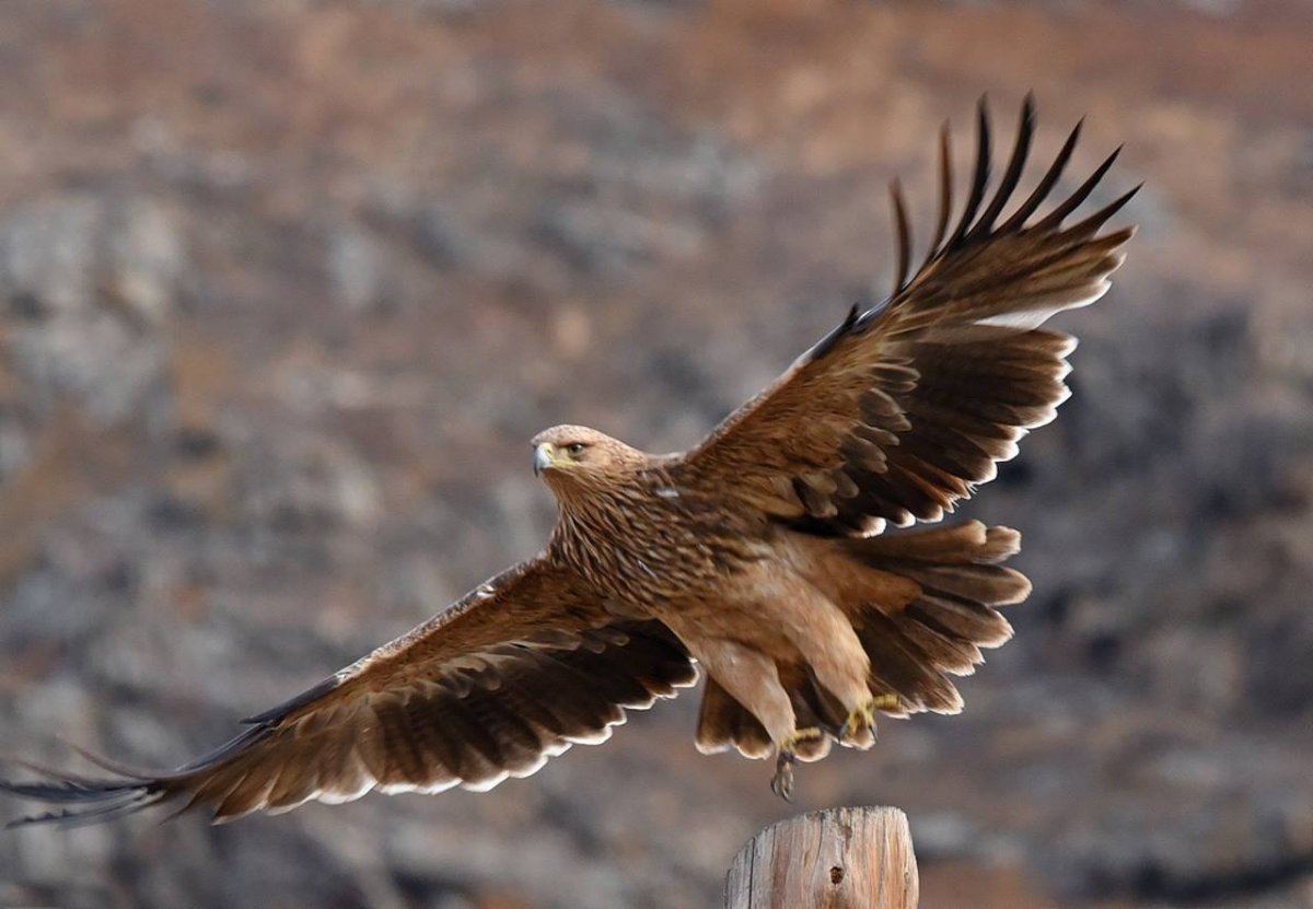 Орел природа