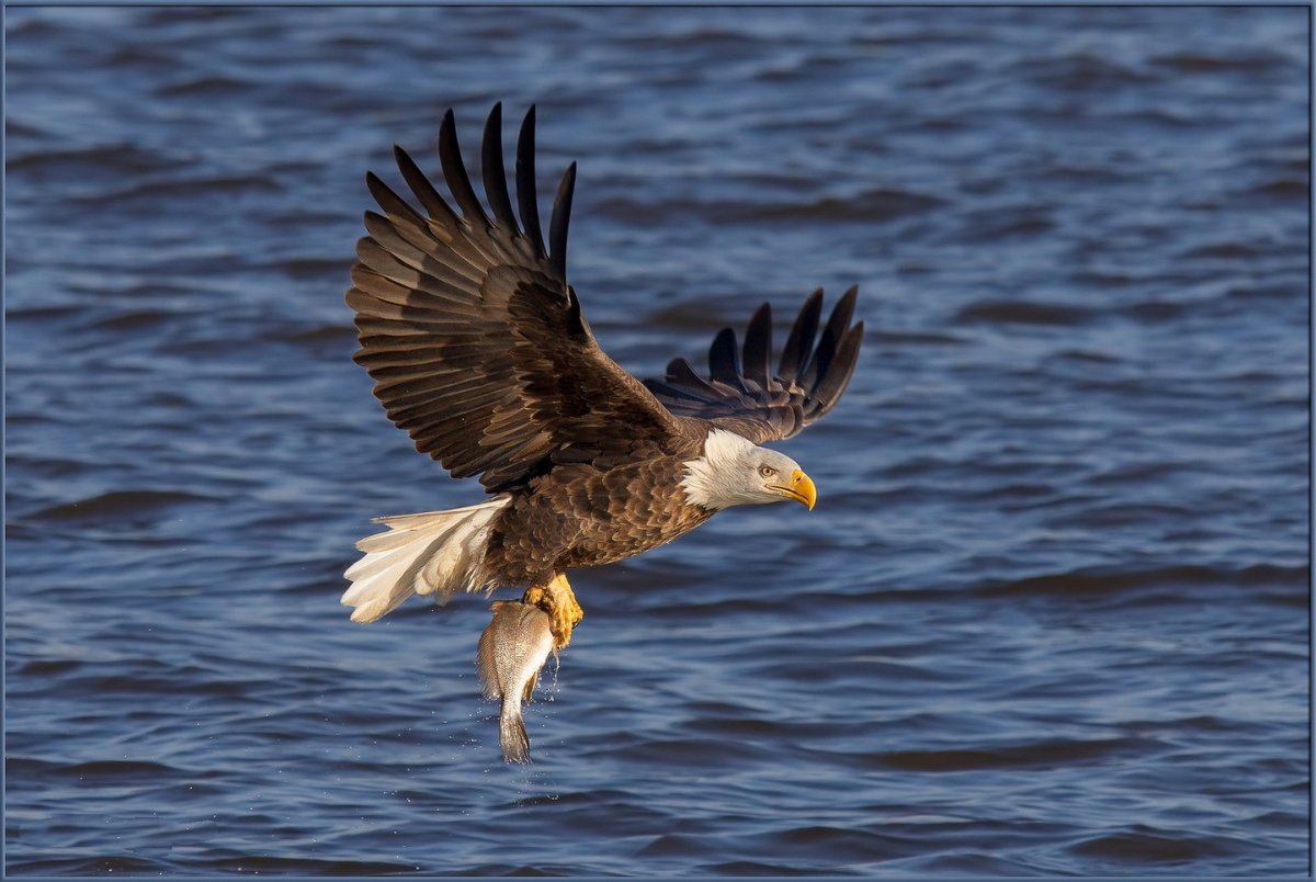 Белоголовый Орлан Аляска