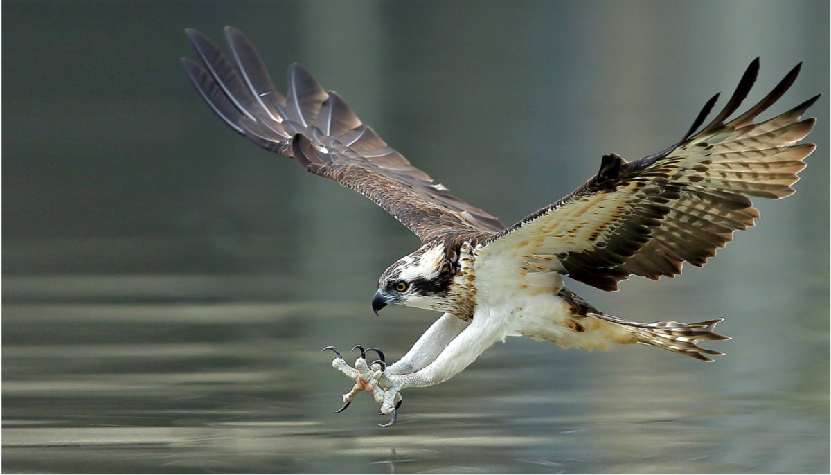 Кречет в тундре