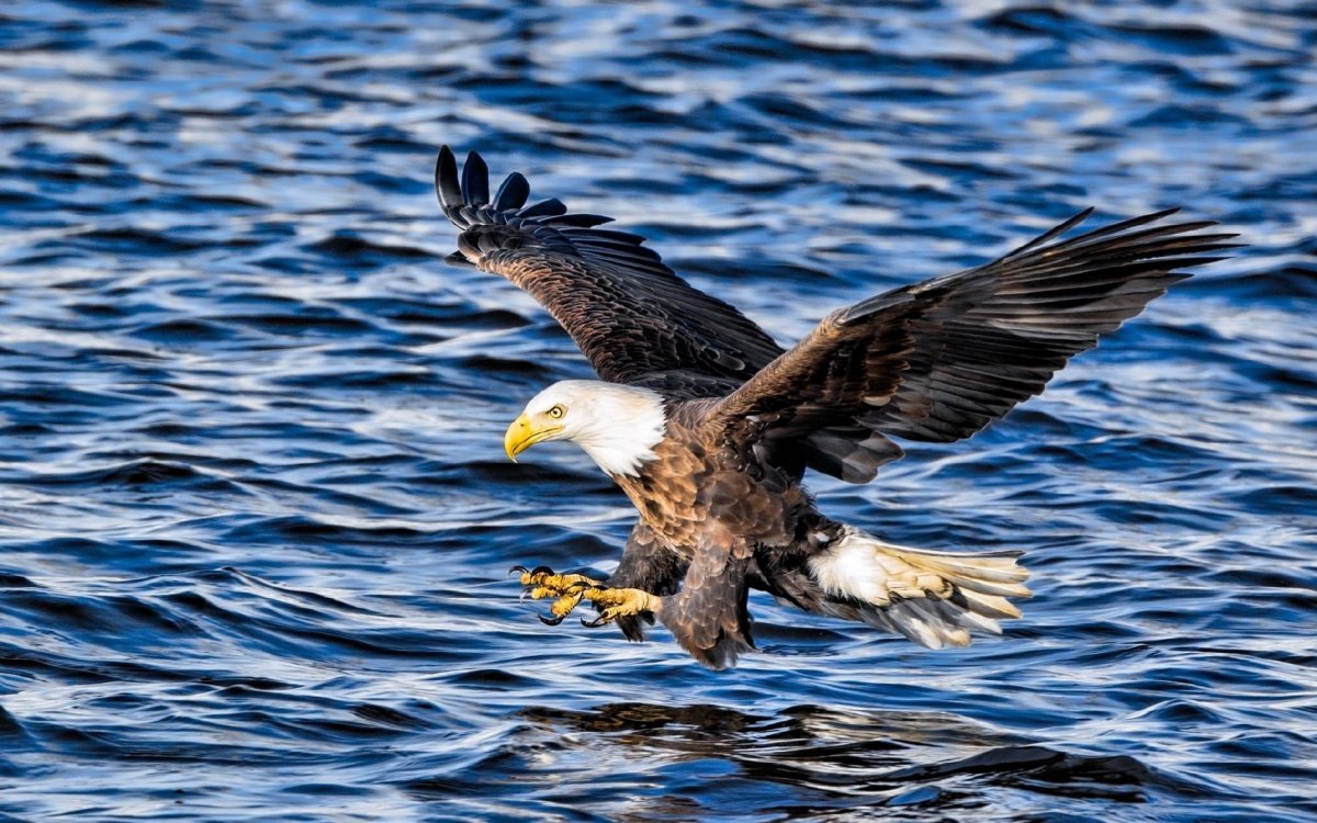Белоголовый Орлан хищная птица