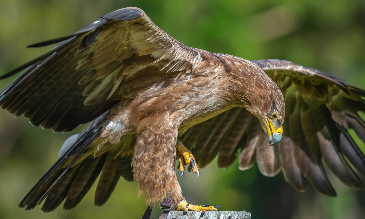 Орлы в Саратовской области