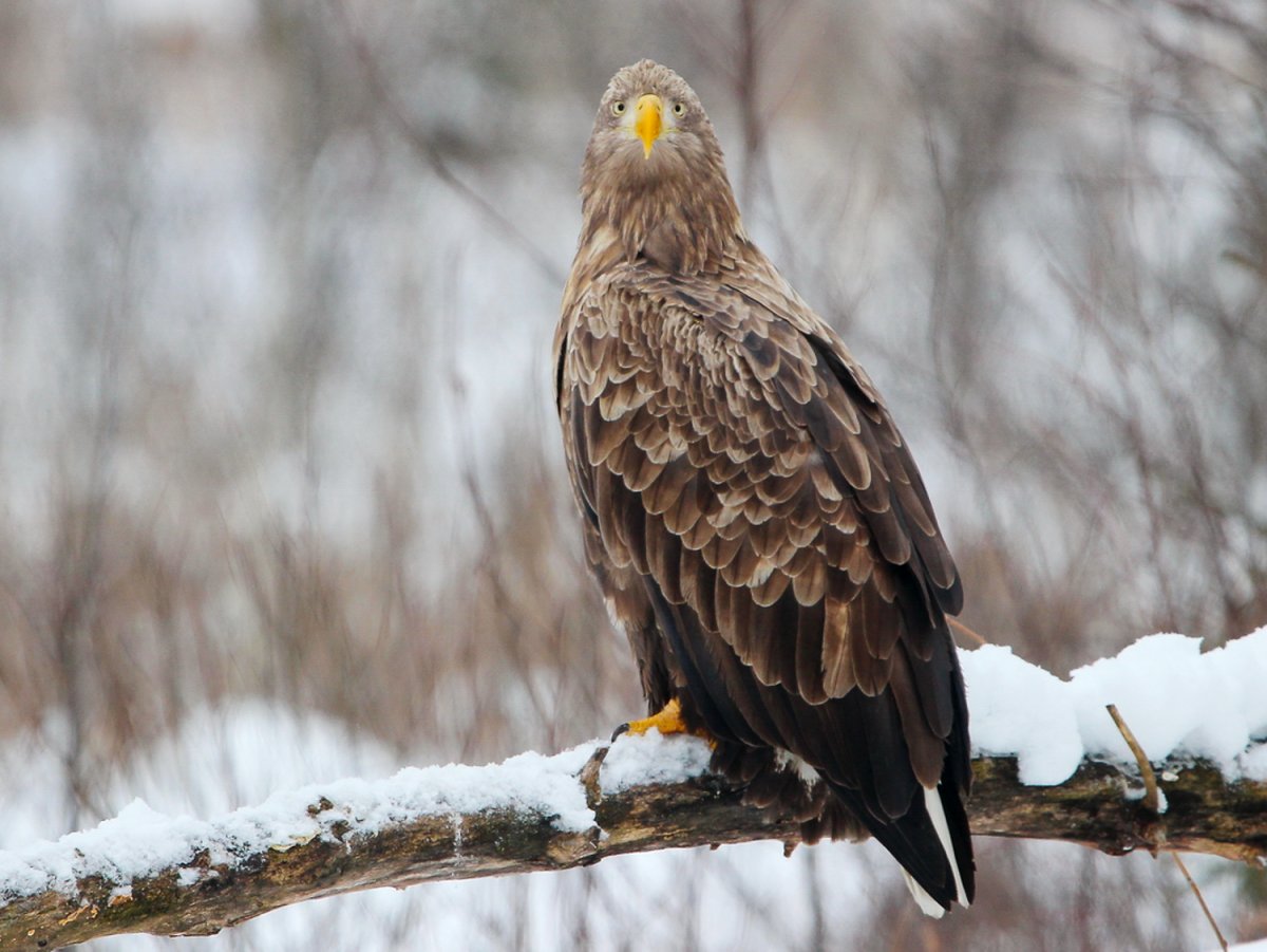 Птица Орлан белохвост