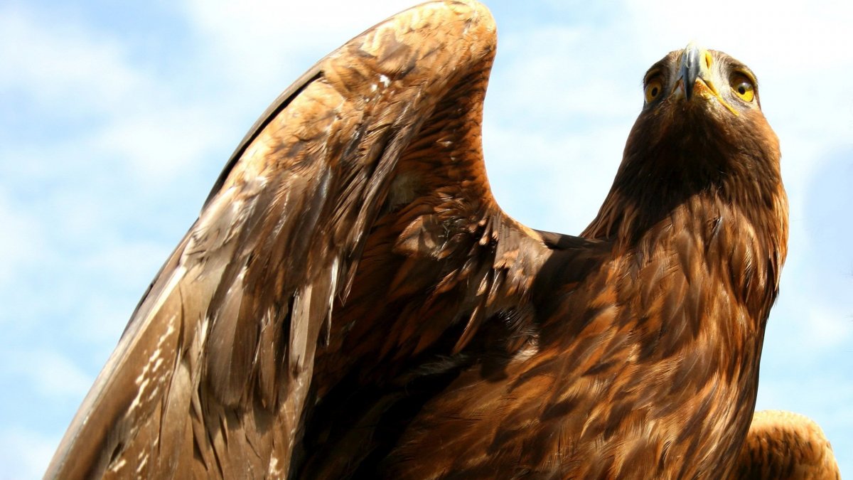 Беркут на рабочий стол