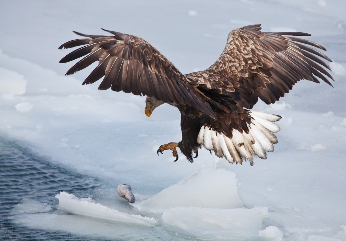 Орлан белохвост зимой