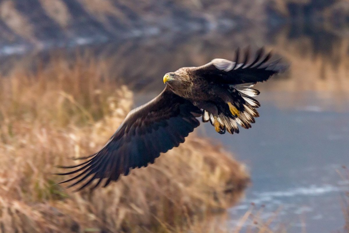 Орлан белохвост Нургуш