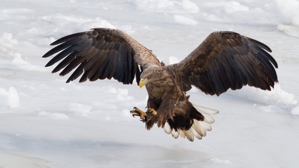 Белохвостый Орлан