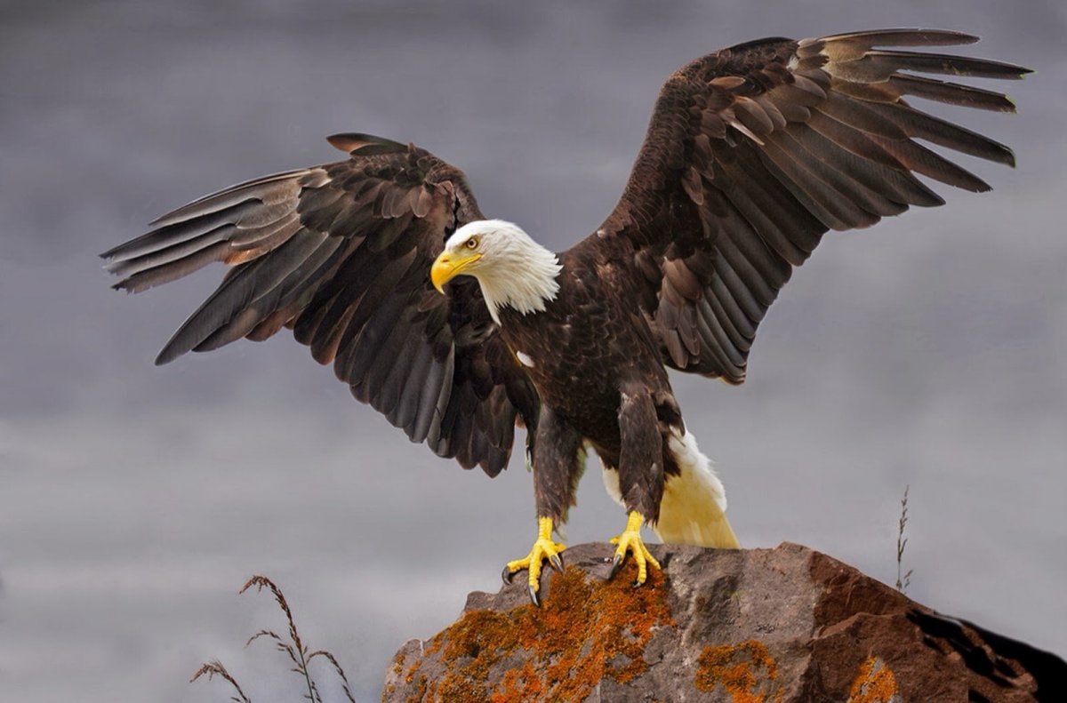 Белоголовый Орел фото