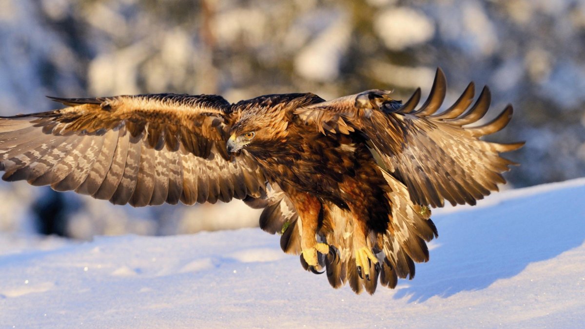 Полёт Беркута