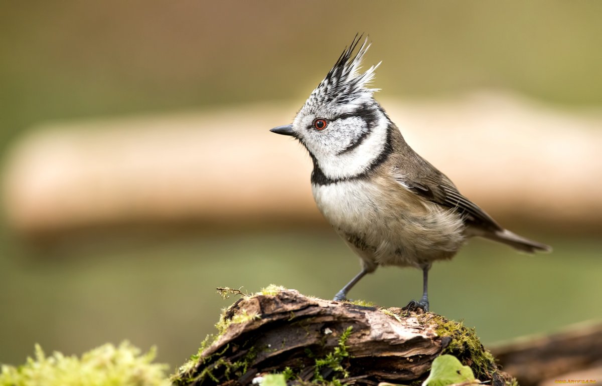 Сибирская птичка с хохолком