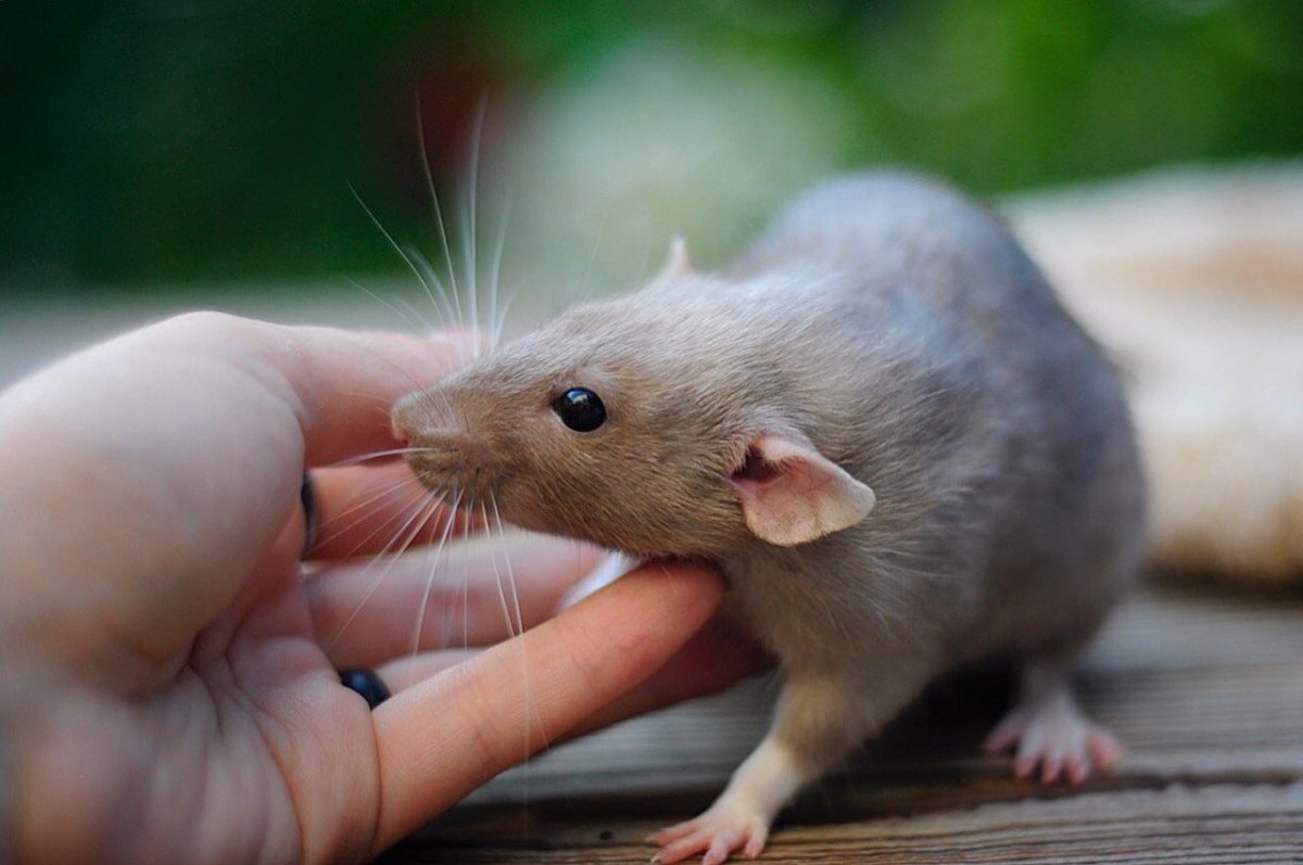 Красивые расцветки крыс