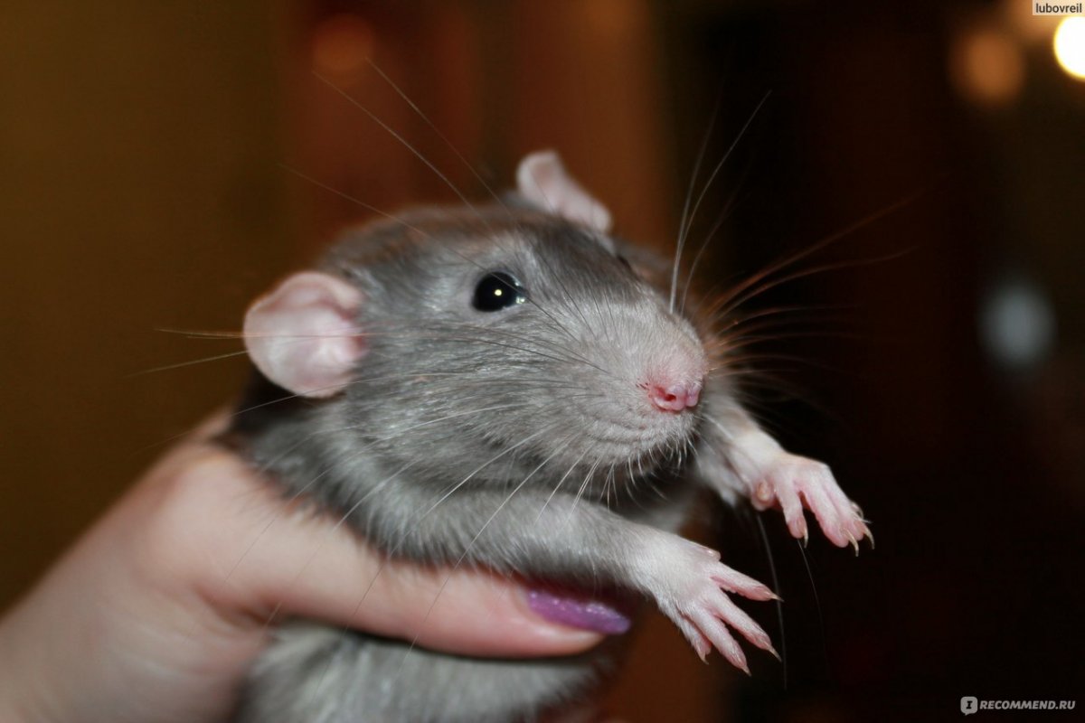 Крыса породы Дамбо рекс