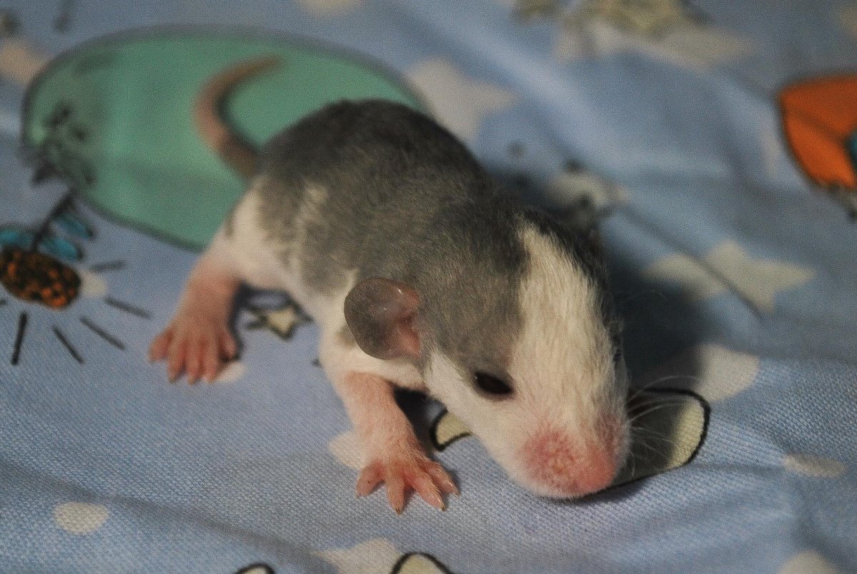 Мышь Дамбо взрослая