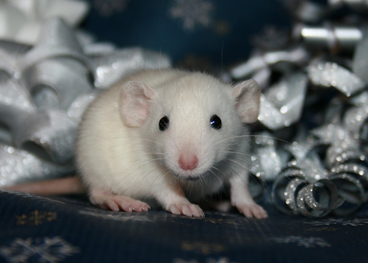 Бежевая крыса Дамбо