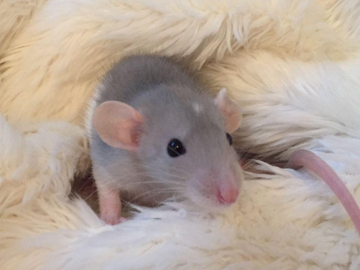 Крыса Дамбо белая