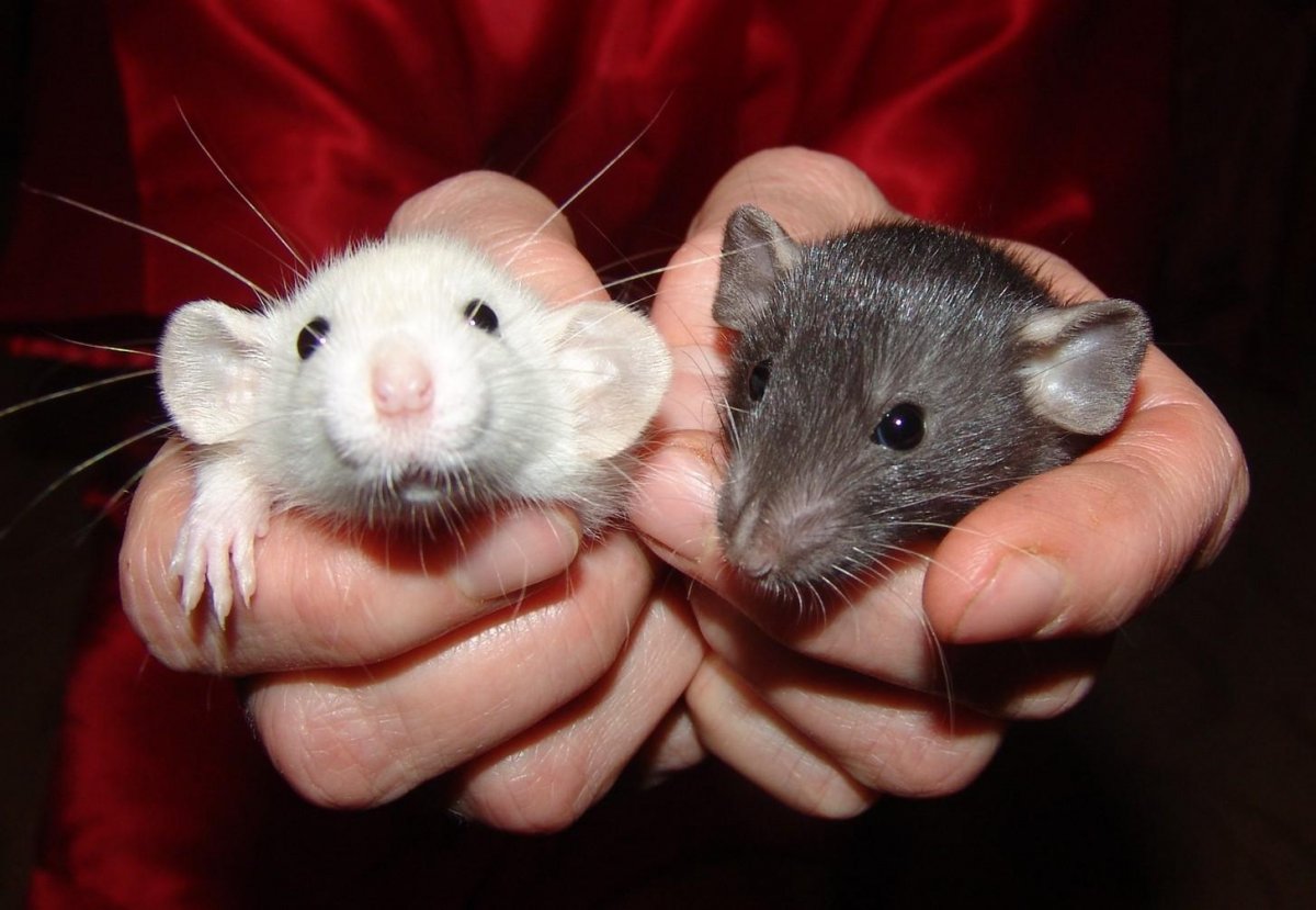 Бежевая крыса Дамбо