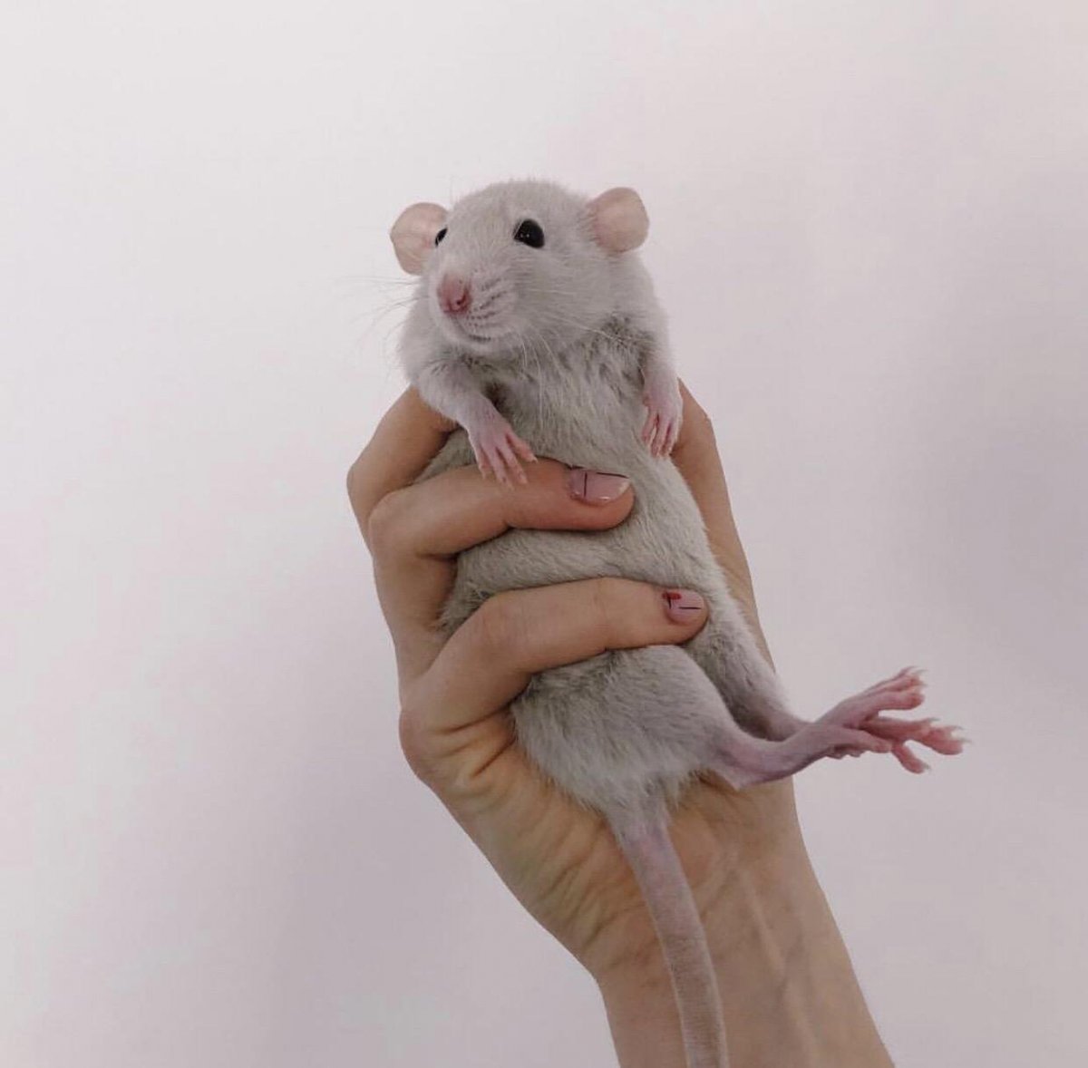 Крыса Дамбо