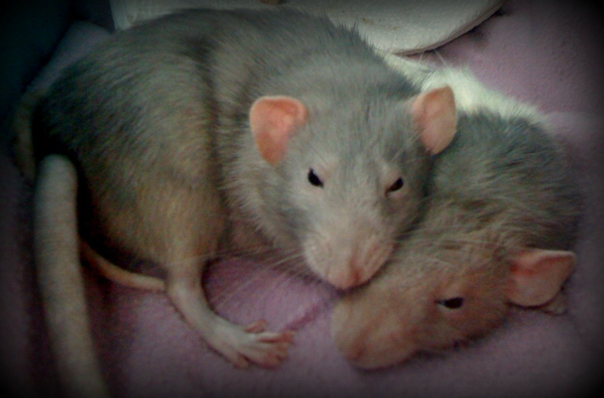 Сиамские крысята Дамбо