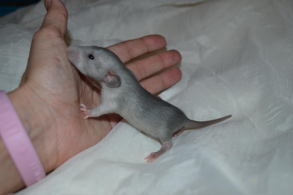 Крыски декоративные коричневые