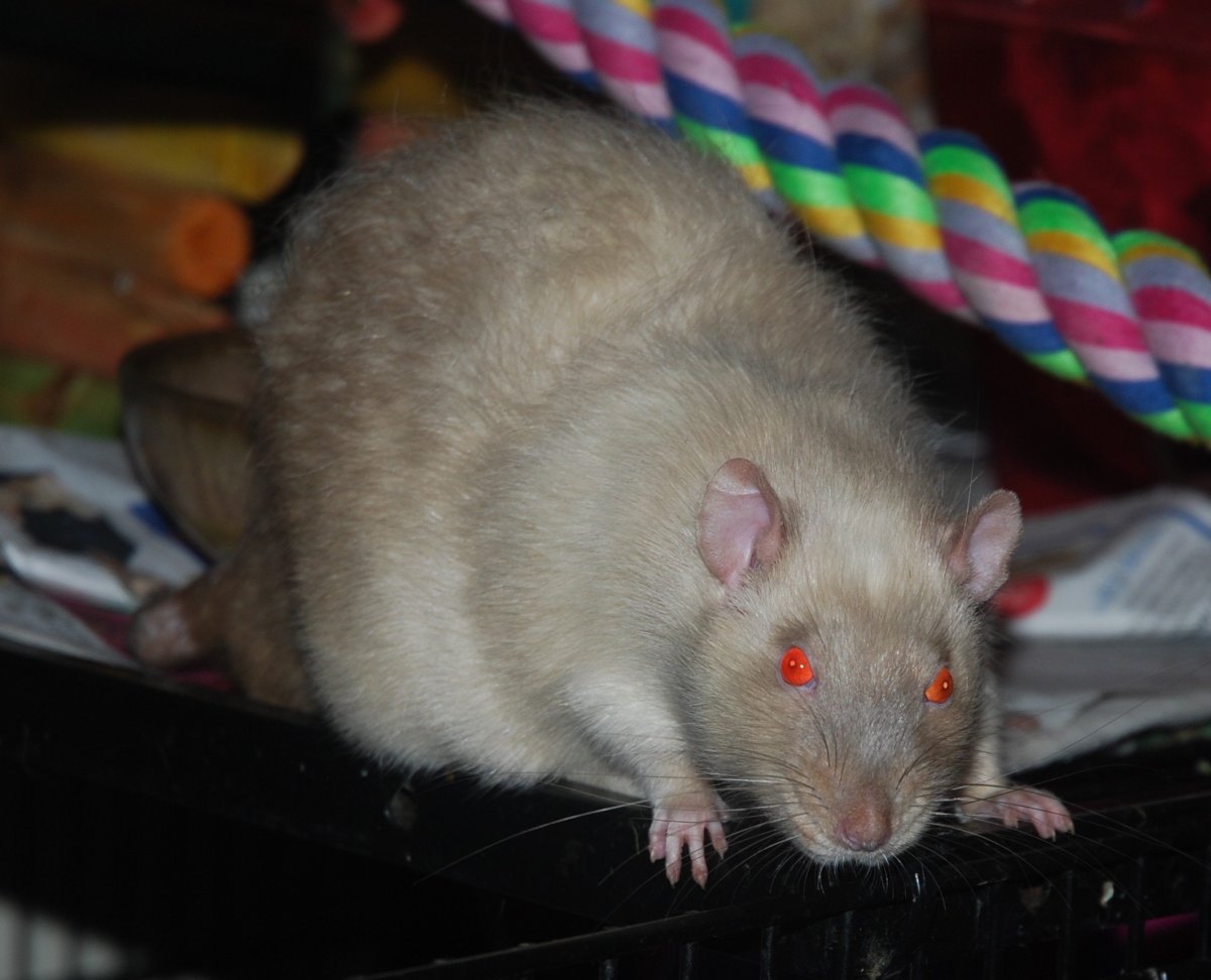 Крыса минк