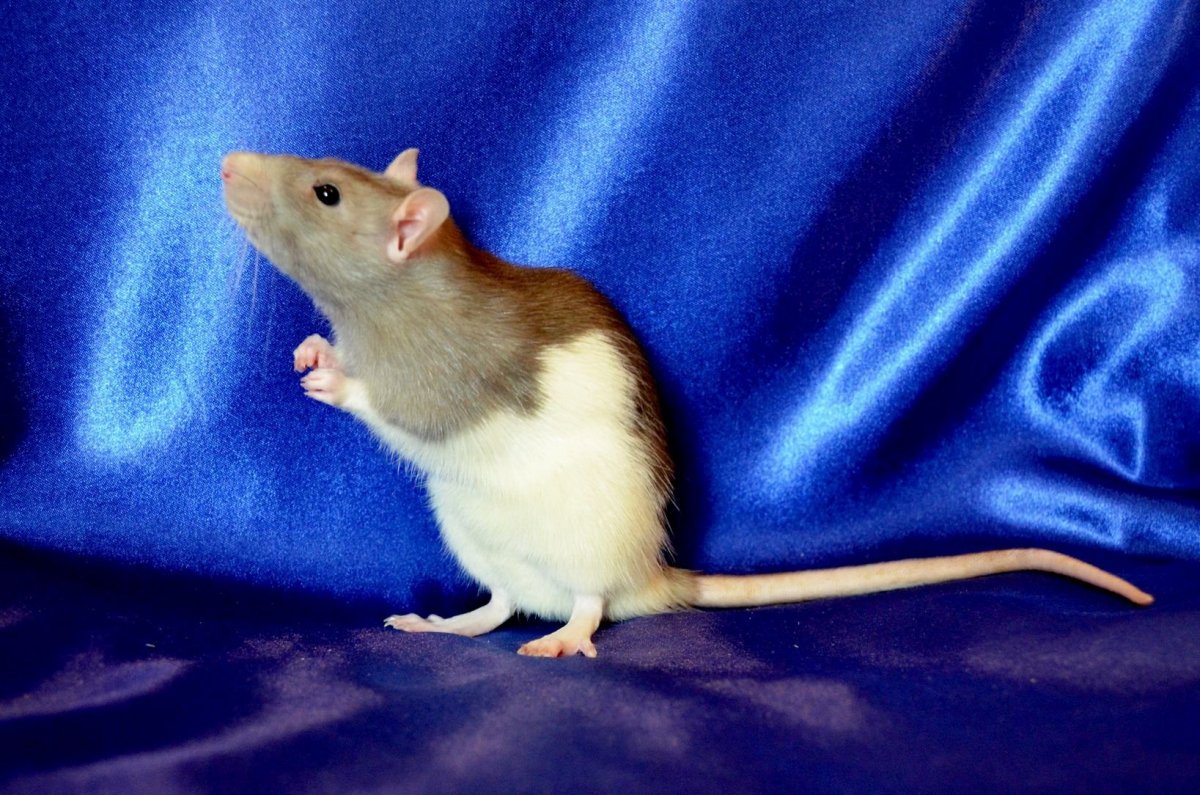 Крыска Дамбо персиковая