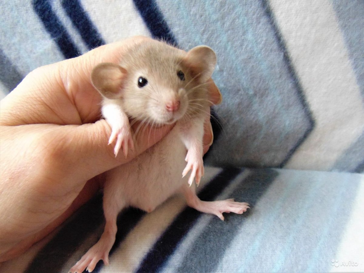 Крысята Дамбо