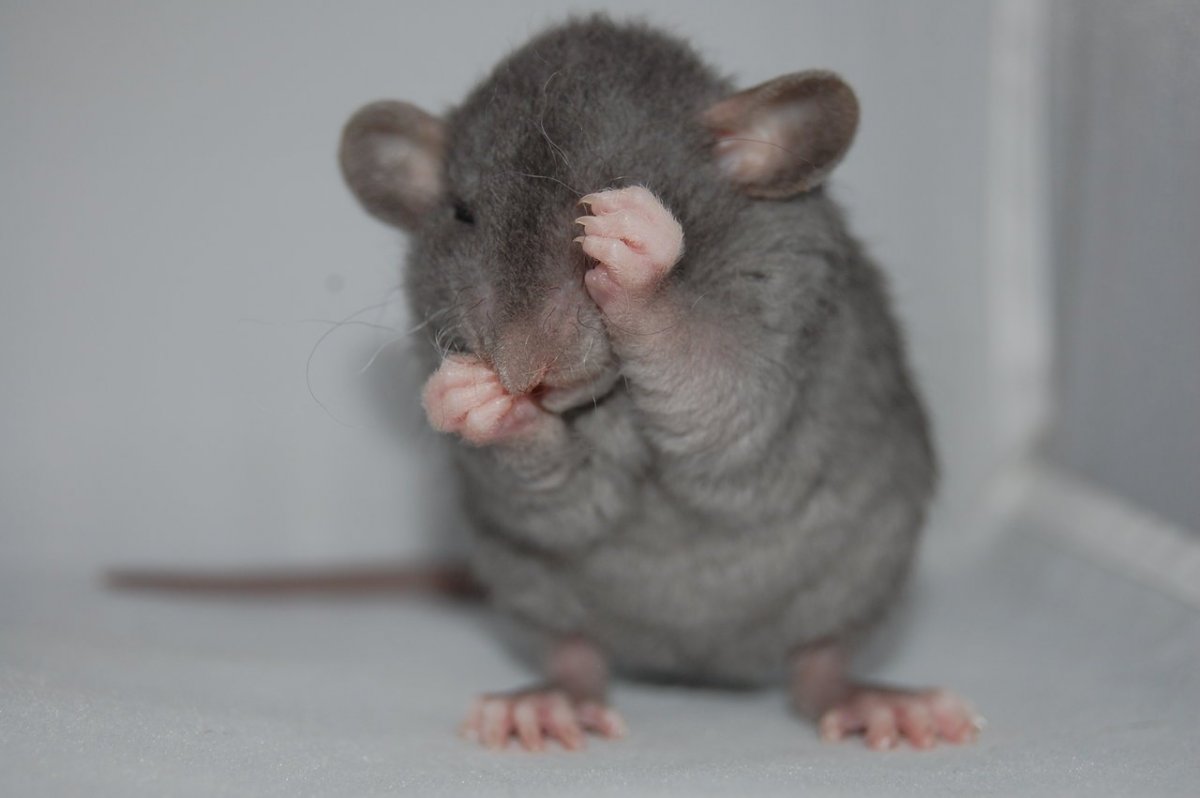 Голубые крысята Дамбо