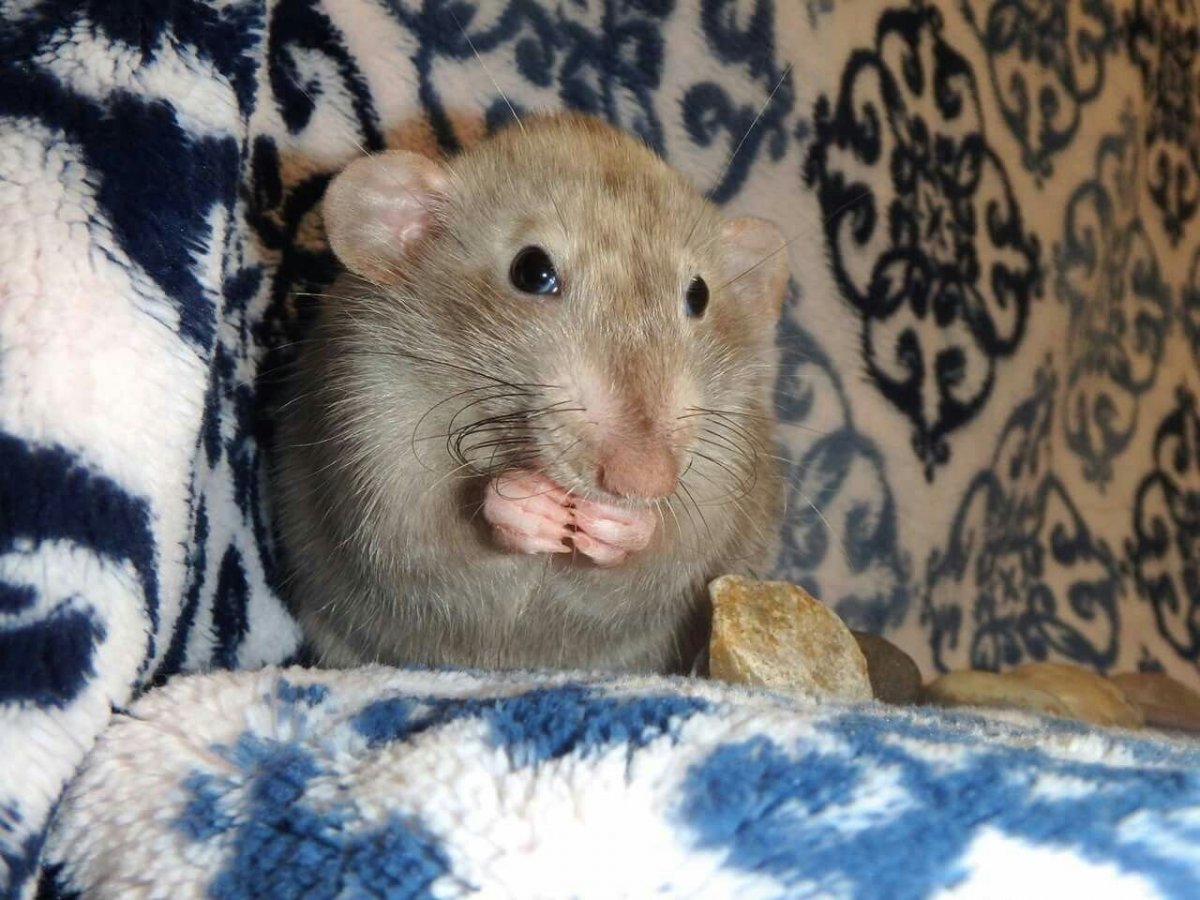 Крыса Дамбо белая