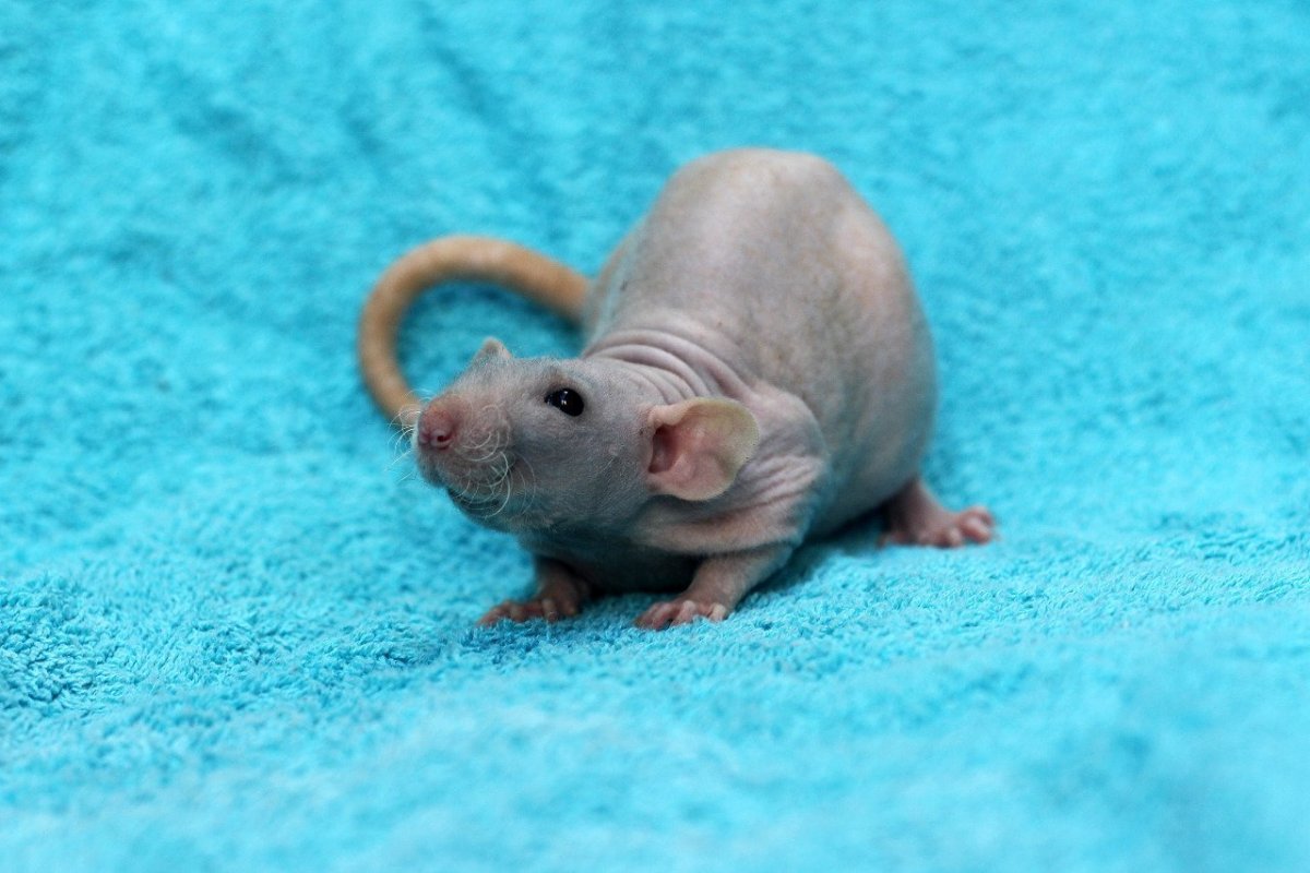 Голубые крысята Дамбо