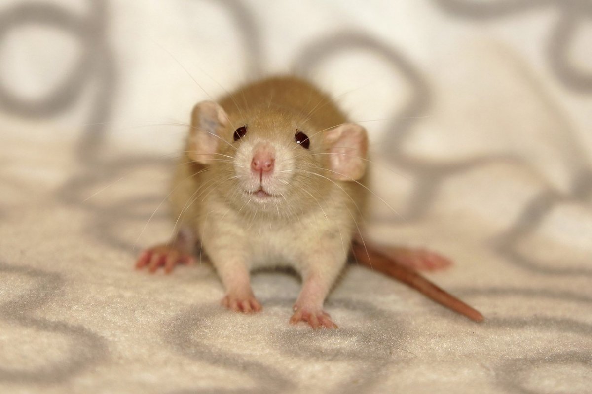 Крыса бурмиз Дамбо