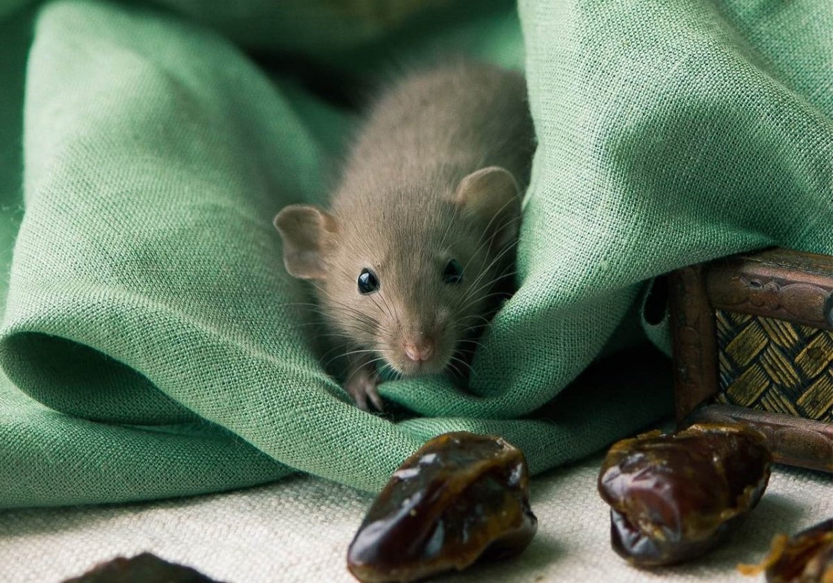 Декоративная крыса Дамбо