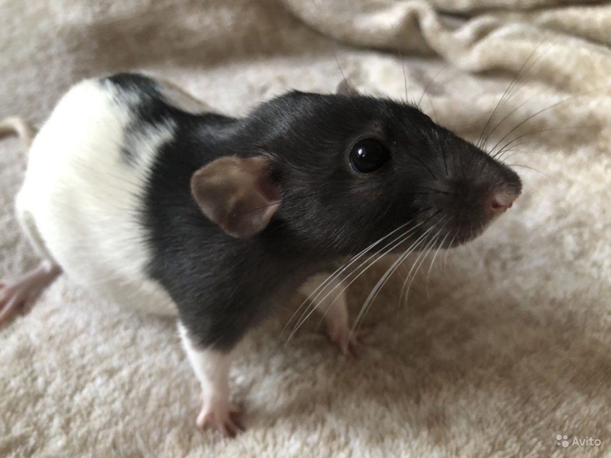 Дабл рекс крыса фото